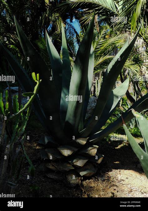 Agave Americana Cactus Stock Photo - Alamy