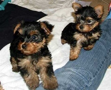 Teacup Yorkies For Under 300 Dollars For Sale United States Pets 5