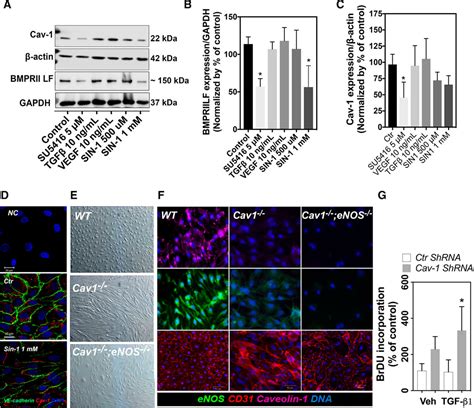 Injury Induced Shedding Of Extracellular Vesicles Depletes Endothelial