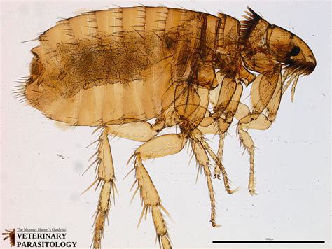 Ctenocephalides Sp Fleas Monster Hunters Guide To Veterinary