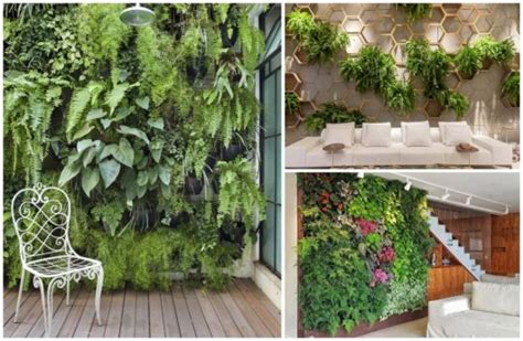 Plantas Para Jardim Vertical Como Escolher 26 Dicas Especiais