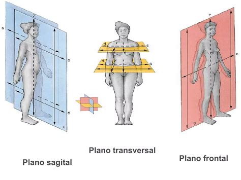 Posiciones Planos Regiones Y Cavidades Anatomicas Pptx