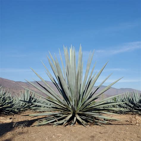 Agave Resistente A La Sequ A Clave Para La Agricultura Sostenible