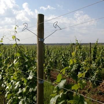 debajo Las bacterias zona alambre para emparrado de viñas Onza De