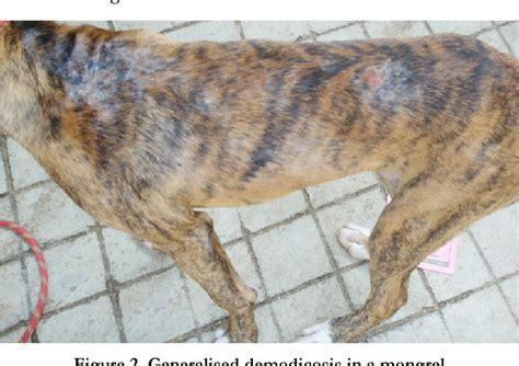 Figure 2 from Morphometry Of Demodex Canis And Demodex Cornei In Dogs ...