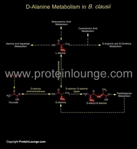 Biological Databases and Tools - D-Alanine Metabolism in B. clausii | Protein Lounge