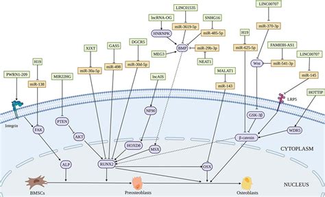 Frontiers The Emerging Role Of Non Coding Rnas In Osteogenic