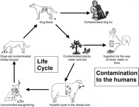 Hydatid Disease Life Cycle