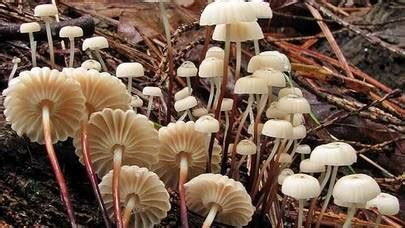 Marasmius Rotula The Ultimate Mushroom Guide