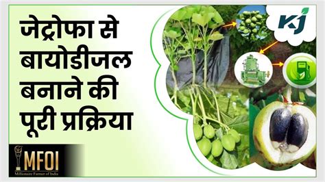 Jatropha Bio Diesel जेट्रोफा के पौधे से कैसे बना लेते हैं डीजल पूरी प्रक्रिया जानने के लिए