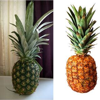 Set 1 Ripe Versus Unripe Pineapple Pictures Via Pixabay Wikimedia