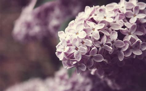 Lilac Wallpapers - Wallpaper Cave