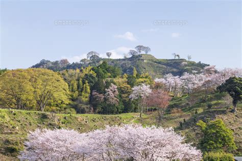 桜咲く月山富田城 01072037938 の写真素材・イラスト素材｜アマナイメージズ