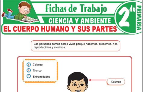 El Cuerpo Humano Y Sus Partes Para Segundo De Primaria Fichas