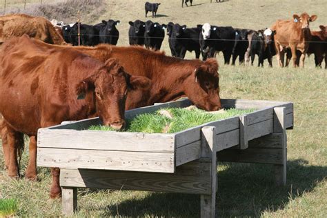 Cow Fodder