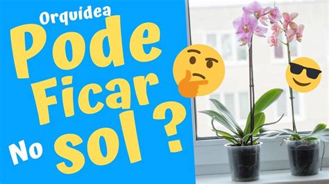 Orquídea gosta de sol qual o melhor lugar para deixar YouTube