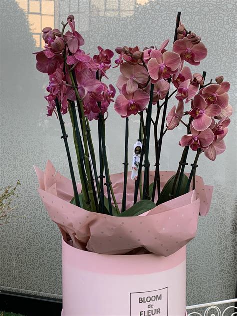 Orchids in a Basket - Bloom de Fleur - Bouquets, flowers, order and buy ...