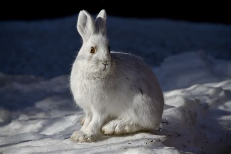 Free Images Nature Snow White Night Looking Wildlife Portrait