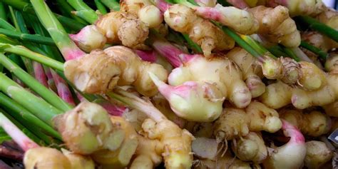 Cómo cultivar jengibre en casa paso a paso Abuela En La Cocina