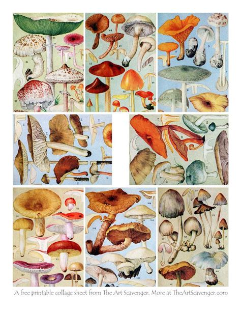 Free Printable Mushrooms Collage Sheets The Art Scavenger Papel