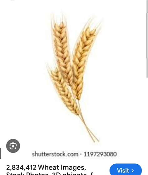 نطق كلمة Wheat Youtube