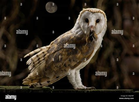 Barn Owl Birds of Prey - Owls Stock Photo - Alamy