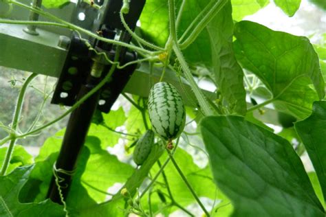 Cucamelon Melothria Scabra