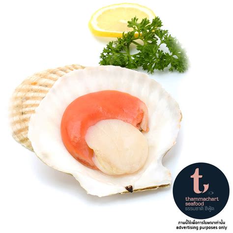 Thammachart Frozen Hokkaido Shell Scallops 1kgc Order Online Tops