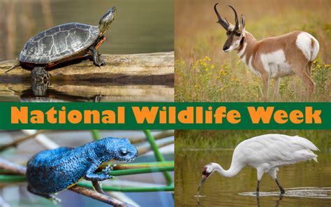 National Wildlife Refuge Week 2024 Events - Amity Felicity