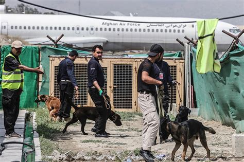 Abandoned Dogs Get New Homes After Afghanistan Withdrawal