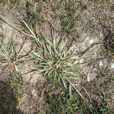 Crabgrass tenacity experiment | Lawn Care Forum