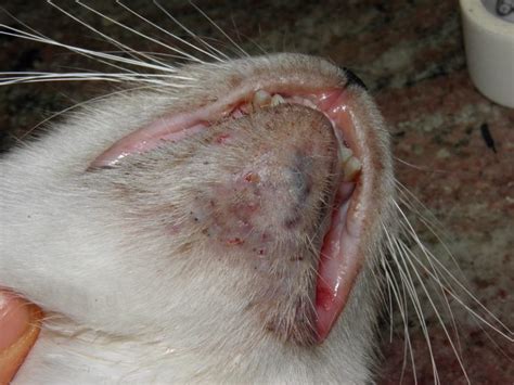 Acne Felina