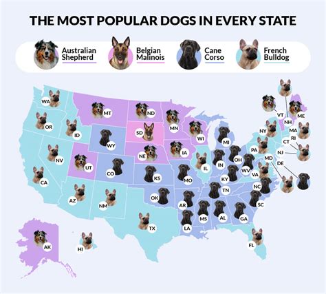 This Map Reveals The Most Popular Dog Breeds In Each Country Atelier