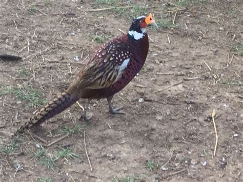 Photo Gallery Of Woods Chukars In Gary Tx