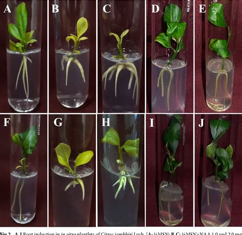 Figure 2 From High Efficient De Novo Root To Shoot Organogenesis In