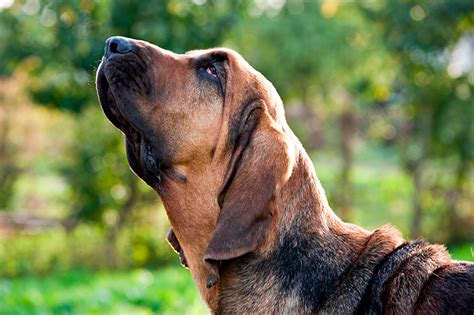 Las Mejores Razas De Perros Para La Caza