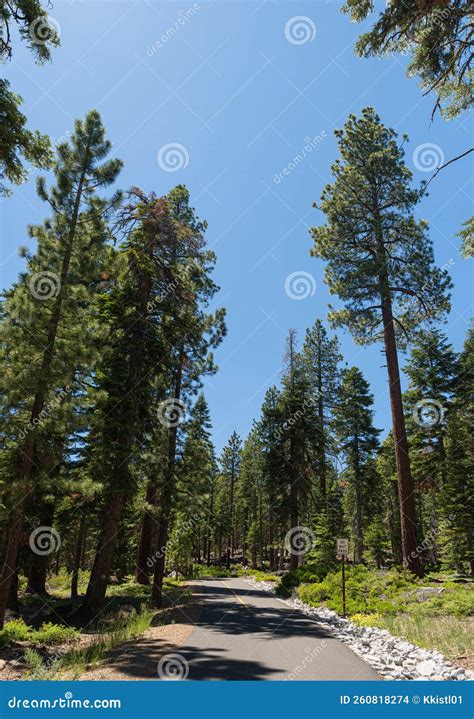 Tall Pine Trees Stand Above Path Stock Photo Image Of Bike Path