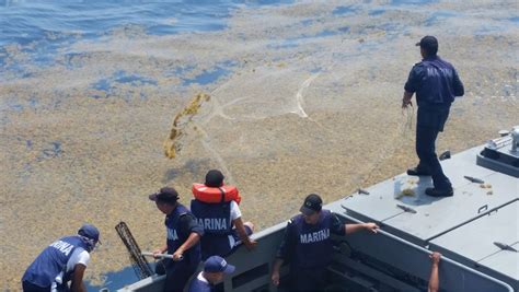 Recolectan 155 Toneladas De Sargazo En Caribe Mexicano