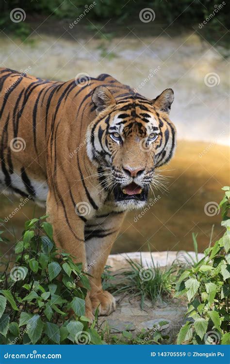 The Chinese Tiger Is An Endangered Cat Very Ferocious Stock Image