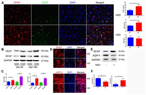 Astrocyte Derived Vegf Increases Cerebral Microvascular Permeability