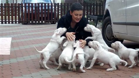 Dogo argentino puppy attack : r/aww