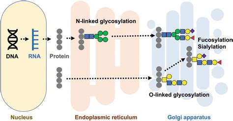 Glycan And Glycosylation As A Target For Treatment Of Glioblastoma