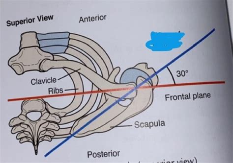 Biomechanics Exam 2 Flashcards Quizlet