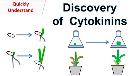 Discovery Of Cytokinins Function Of Cytokinins Youtube