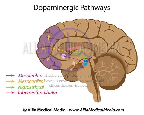 Dopamine Pathways Diagram