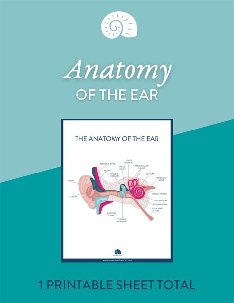 PRINTABLE Anatomy of the Ear Diagram - Etsy