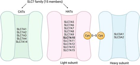 Frontiers The Neutral Amino Acid Transporter Slc A In Adipose