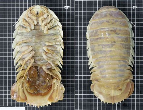 Photos Of An Newly Discovered Species Of Large Deep Sea Isopod Petapixel