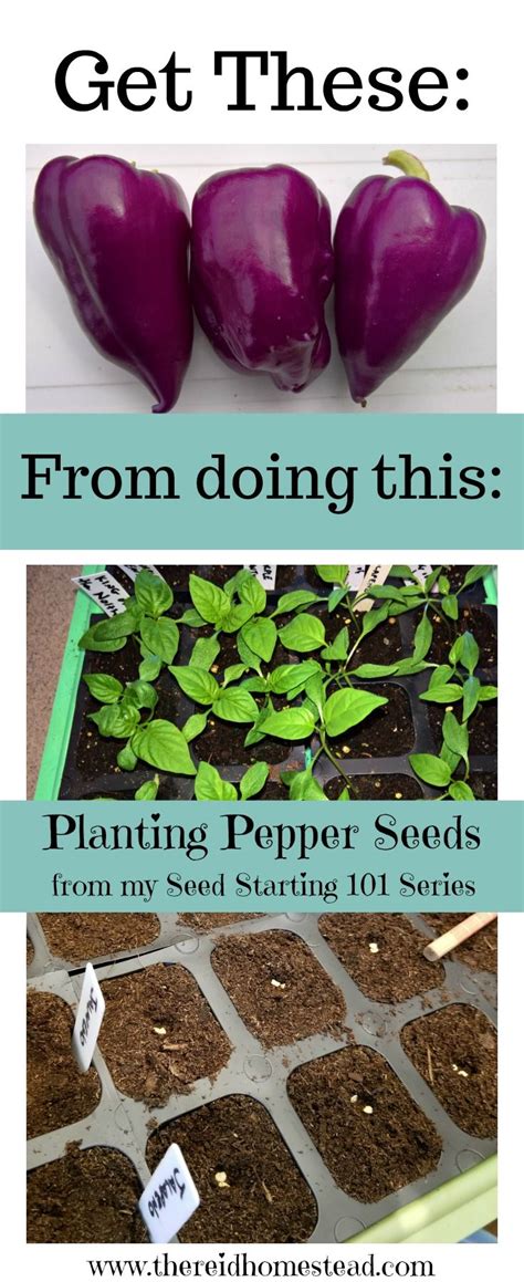 Planting Pepper Seed Indoors | Pepper plants, Easy garden, Seed starting