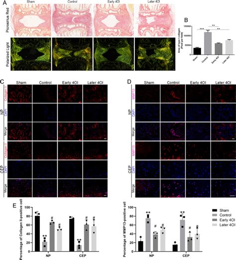 Activation Of Nrf Signaling By Octyl Itaconate Attenuates The